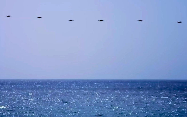 Birds flying over open water.